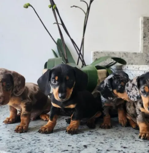 Dachshund/Salsicha Cores Tradicinais e Arlequim. Nós Temos!!