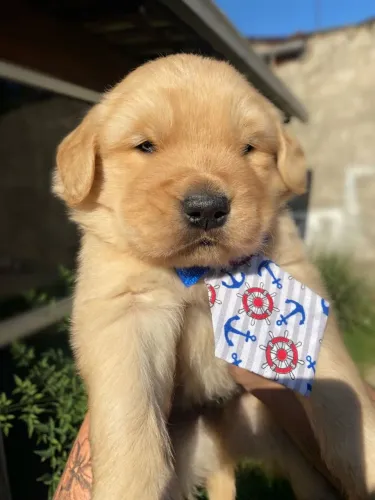 Golden retriever