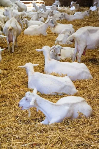 Cabras leiteiras a venda 