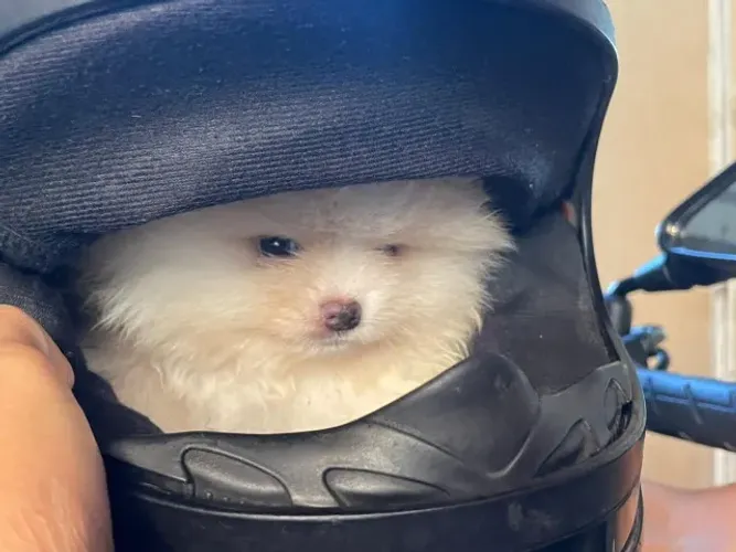 Lulu Spitz Alemao  Padrao Ursinho.