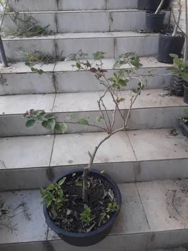 Muda Primavera - Três Marias - Bouganvile - Porto Alegre RS