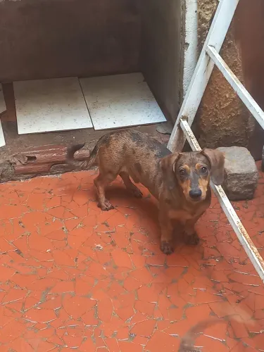 Doação basse macho arlequim MARROM LEIA O ANÚNCIO 