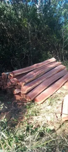 Moeiroes de eucalipto vermelho 