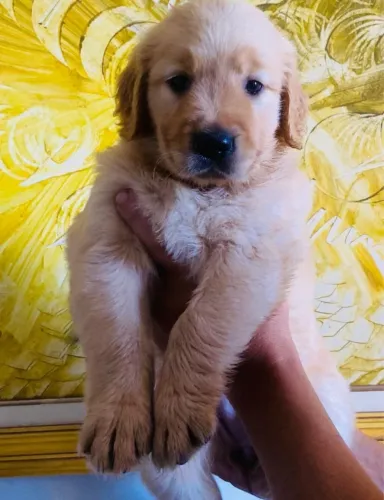 Golden Retriever com Pedigree