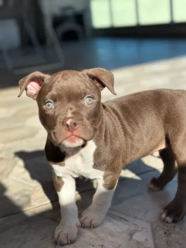 Filhotes de American Bully 