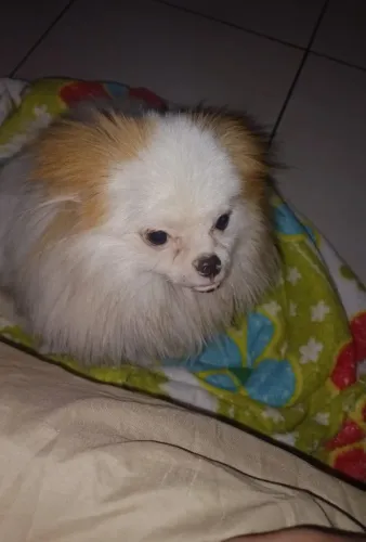 Vendo Lulu da Pomerânia