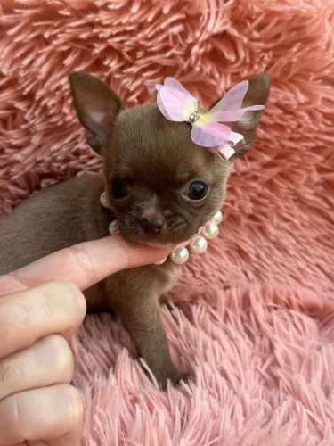 Chihuahua Fêmea Pêlo Curto!! Bela Filhote.