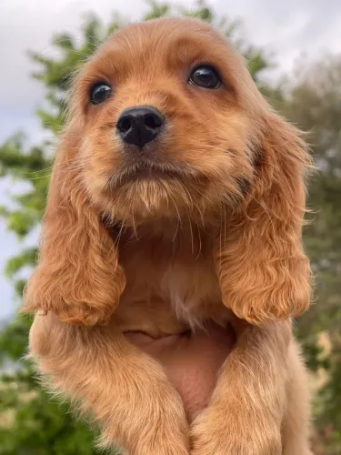 Cocker Spaniel Inglês | Pelagem Dourada