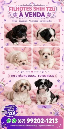 Shihtzu macho