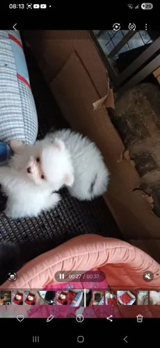 Lindos filhotes de Lulu da Pomerânia!