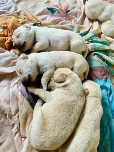 Filhotes de Labrador Retriever Creme - Aceitando Reservas
