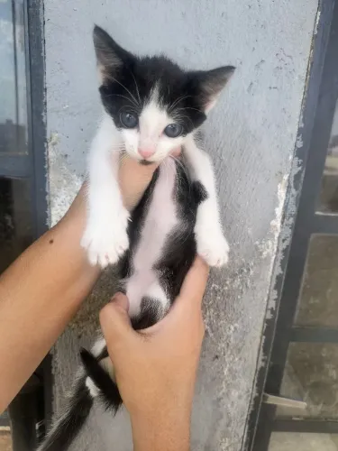 Gatas para doação 2 fêmeas e 3 machos