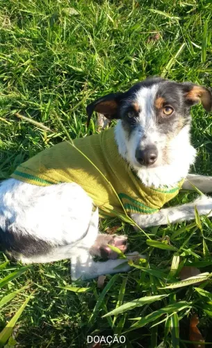 Cachorro para doação doação responsável 