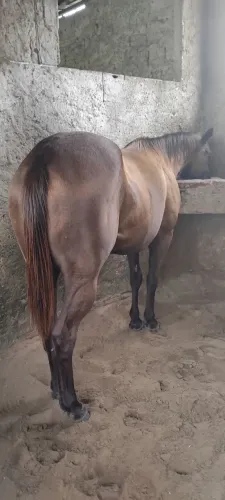 EGUA PURA A VENDA MANSA DE SELA ZAINO 