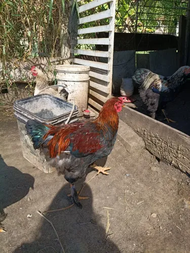 Frango Brahma perdiz