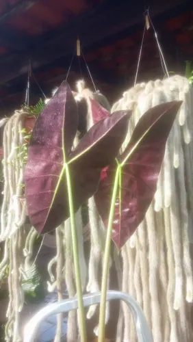 Alocasia Longiloba Veitchii Silver