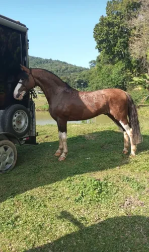 Cavalo Crioulo Gateado