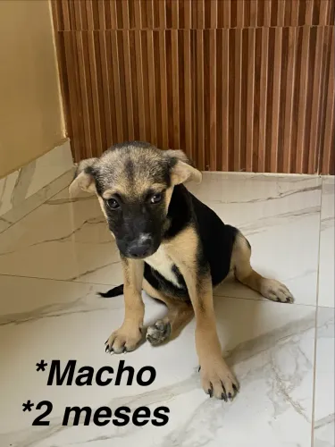 Cachorros filhotes
