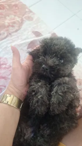 Cachorro puldol  $ 300