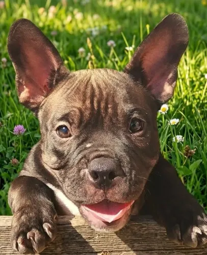 FILHOTES AMERICAN BULLY MICRO 