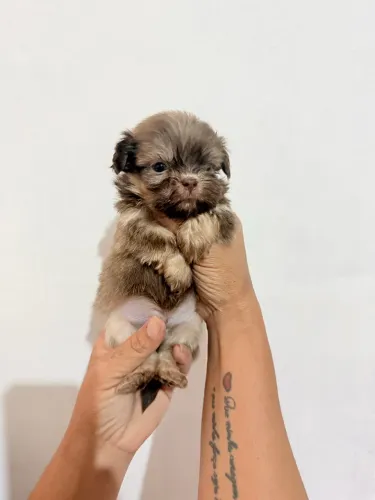 Ursinho lindo