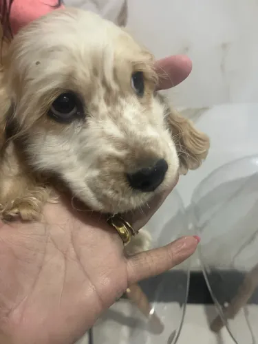 Coker spaniel lindos ursinho