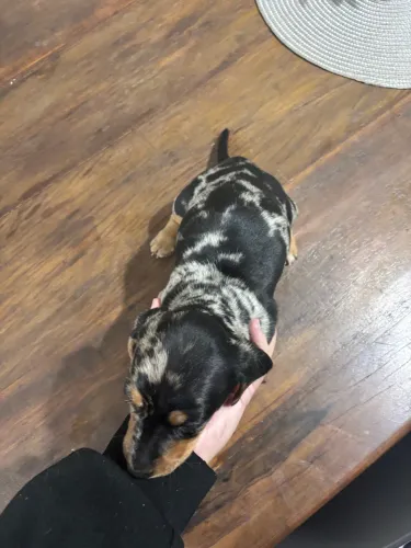 Filhotes Dachshund Machos | Olhos Claros | Caramelo e Arlequim 