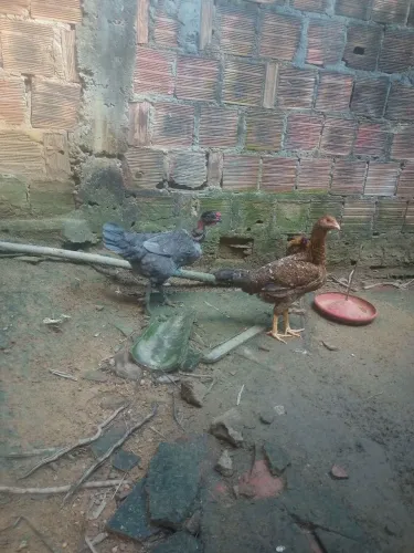 Galinhas e frangos