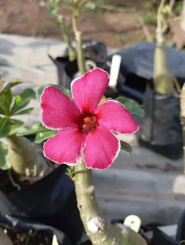 Vendo castanha de caju 