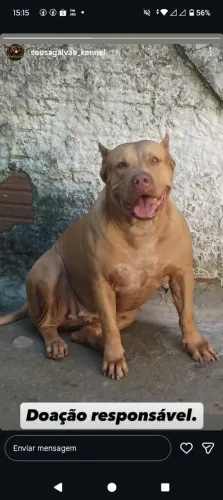 Pitbull