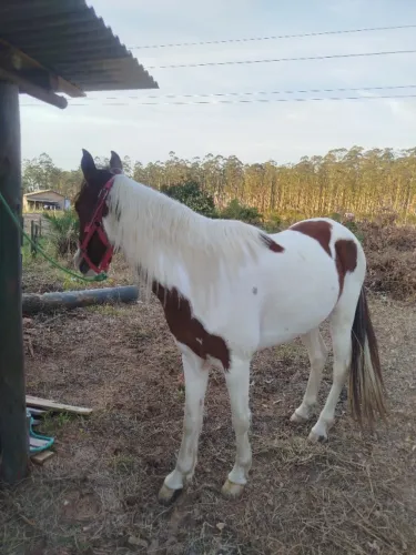 Cavalo