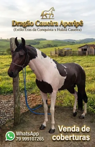 Cavalo