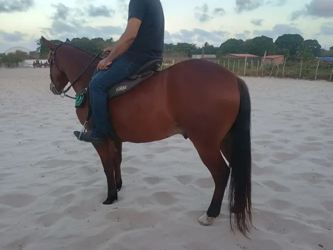 Cavalo de patrão