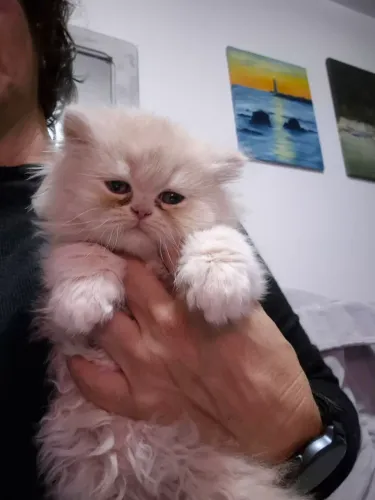 Filhotes gato persa