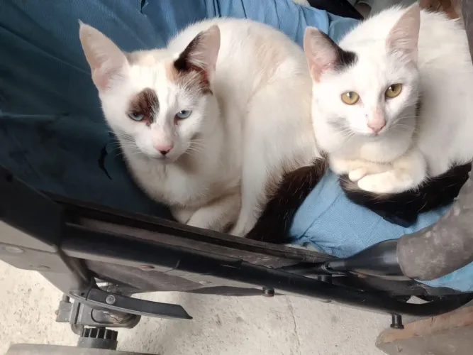 gatinhos para adoção