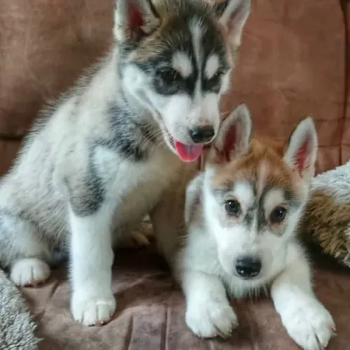 Filhotes de Husky Siberiano | Carinho que nunca falta.