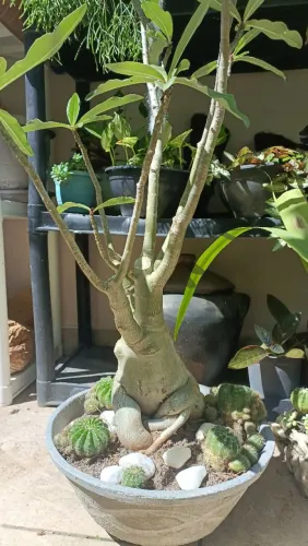 Muda rosa do deserto 7 anos - flor rosa simples