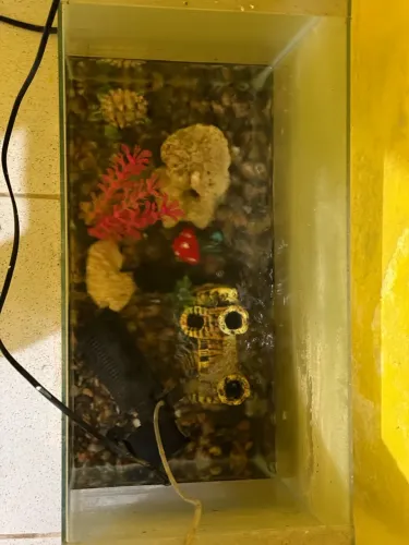 Aquário para peixes 