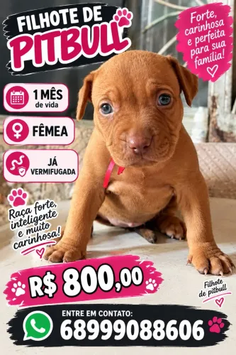 Linda fêmea de pitbull disponível 