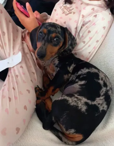 Doação cachorro Dachshund