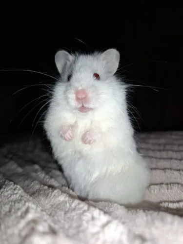Hamster sírio 
