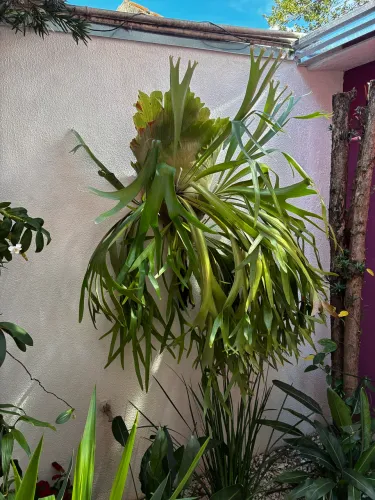 Chifre-de-veado gigante natural 