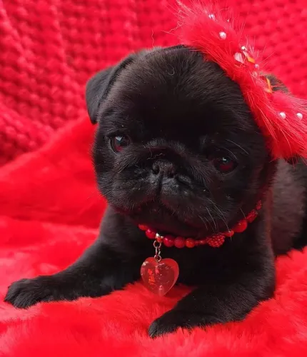 PROMOÇÃO PUG FÊMEA MINI A PRONTA ENTREGA 
