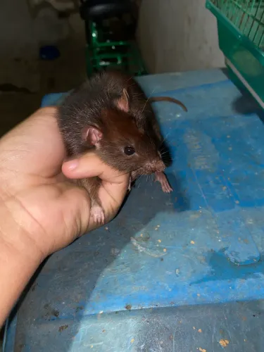 Rato Twister fêmea 
