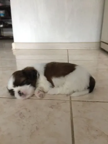 Filhotes de Shih Tzu | Filhotes que encantam pelo olhar!