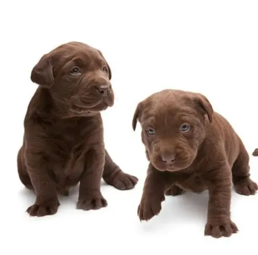 Labrador amigavel, otimo com crianças