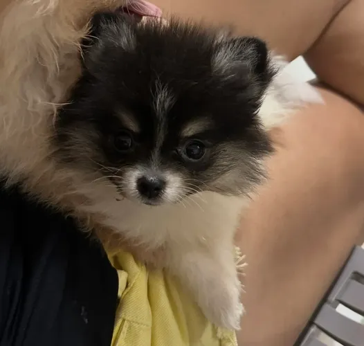 Lulu da pomerânia