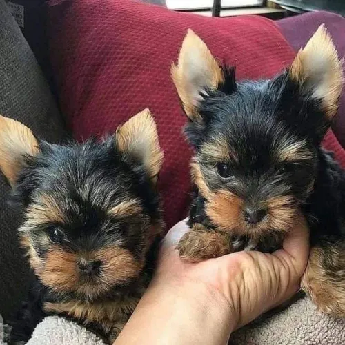 Yorkshire Terrier - Filhotes Sempre Alegre