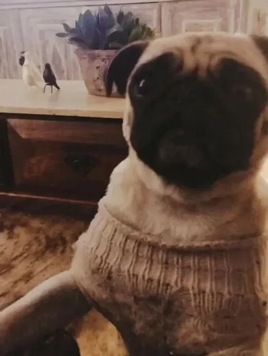 Pug 