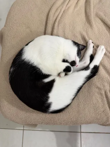 adoção de gata fêmea
